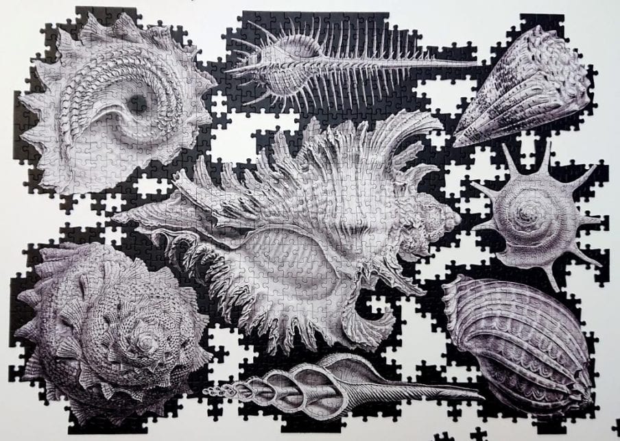 Cloudberries - Shells - 1000 pieces